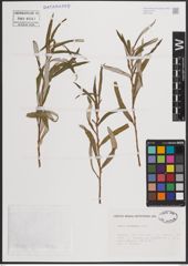 Foto von Salix eleagnos Scop.